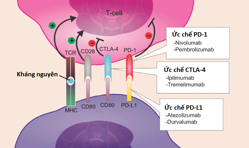 Phần 6 - Liệu pháp Miễn dịch điều trị Ung thư Phổi không tế bào nhỏ 3 Lung cancer 6 checkpoint inhibitors
